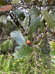 Quercus rugosa