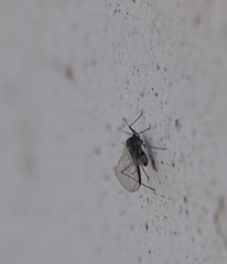 Tuberolachnus salignus