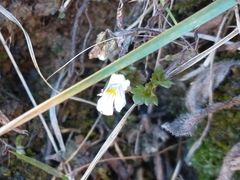 Euphrasia officinalis