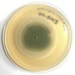 Talaromyces purpureogenus