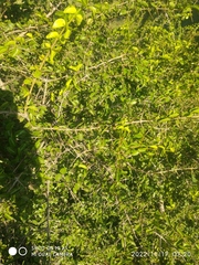 Sideroxylon celastrinum