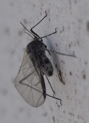 Tuberolachnus salignus