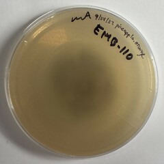 Talaromyces purpureogenus