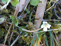 Euphrasia officinalis