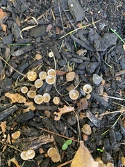 Nidulariaceae