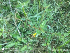 Melochia corchorifolia