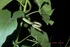 Ahaetulla mycterizans