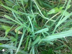 Paspalum pubiflorum