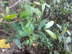 Alternanthera sessilis