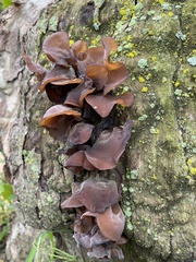 Fungi