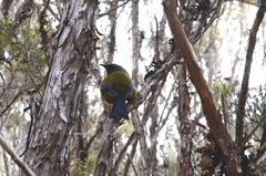 Anthornis melanura melanura