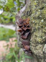 Fungi