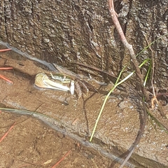 Minuca longisignalis