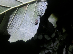 Himacerus mirmicoides