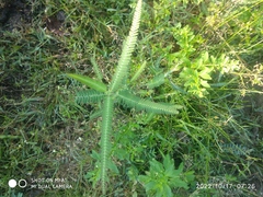Sesbania cannabina