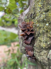 Fungi