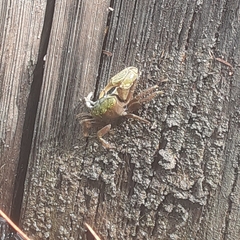 Minuca longisignalis