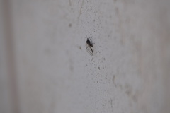 Tuberolachnus salignus