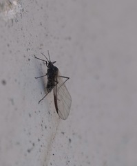 Tuberolachnus salignus