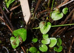 Corybas dienemus