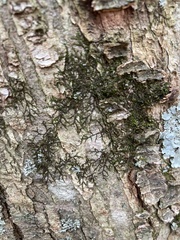 Frullania eboracensis