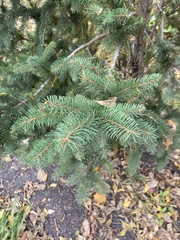 Picea