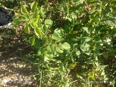 Acalypha indica
