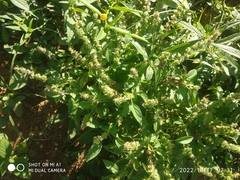 Amaranthus deflexus
