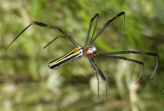 Nephila pilipes