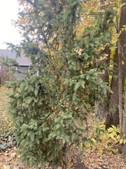 Picea