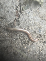 Parajulidae