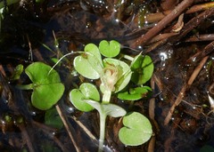 Corybas dienemus