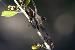 Elasmopoda