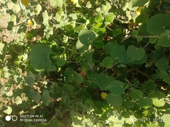 Abutilon grandifolium
