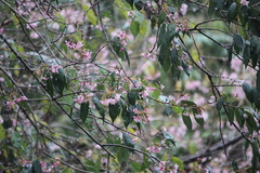 Prunus cerasoides