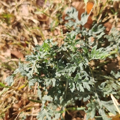 Parthenium hysterophorus
