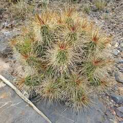 Echinocereus stramineus