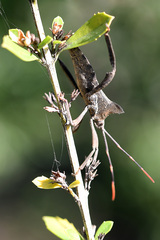Elasmopoda