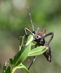 Elasmopoda