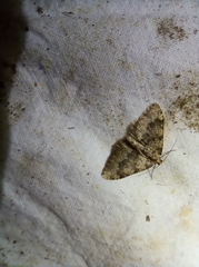 Nebula ibericata