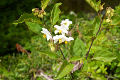 Solanum bonariense