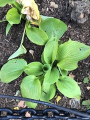 Hosta