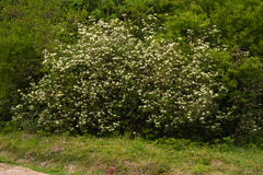 Solanum bonariense