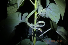 Ahaetulla mycterizans