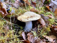 Russula claroflava