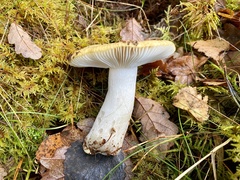 Russula claroflava