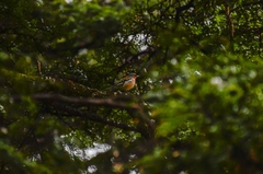 Fringilla coelebs gengleri