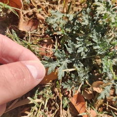 Parthenium hysterophorus