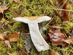 Russula claroflava