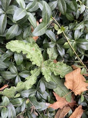Asteraceae
